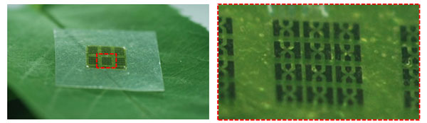 array of hbts on cnf substrate