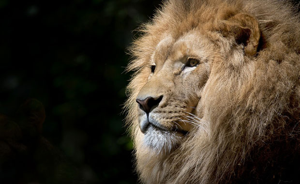 brave-ad-blocking-browser