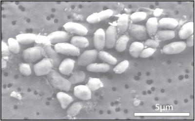 GFAJ-1 Grown on Arsenic