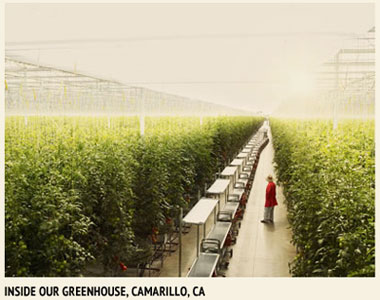 greenhouse