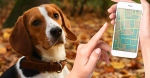 pet tracking gps app on a smartphone