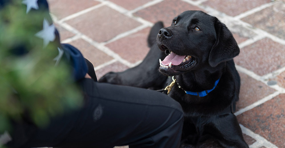 New Wireless Tech Helps Service Dogs Combat Veterans’ PTSD